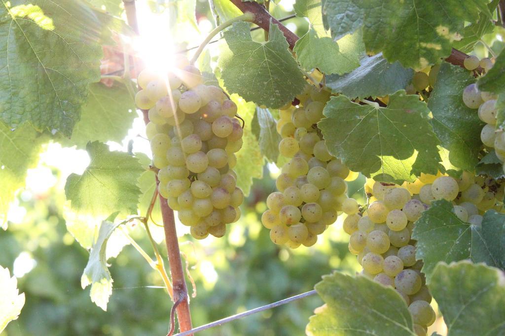 Inn Wine Country - Summers House Сонома Екстериор снимка